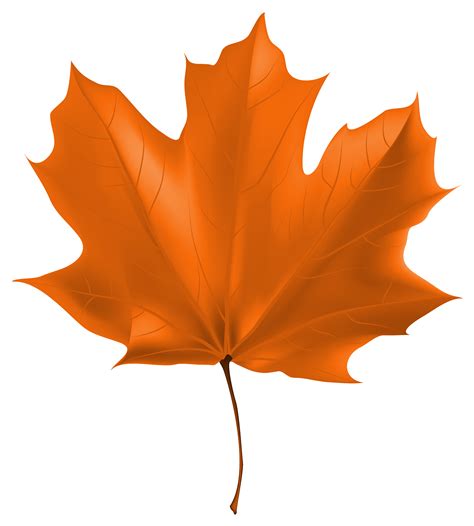 autumn leaves transparent background   autumn leaves