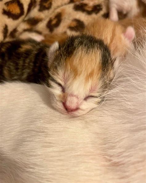 Foster Kittens Of Melbourne