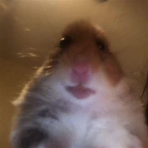 create meme fun  hamsters hamster selfie funny hamster