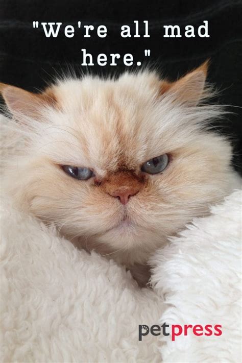 50+ Inspiring Cheshire Cat Quotes That Unravel Wisdom