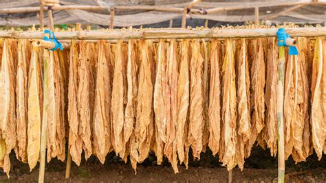 cigars  flavored  art  infusion  flavoring techniques