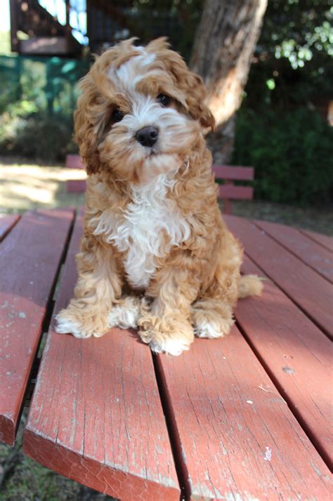 Cutest cavoodle ever! | Cute dogs, Sweet dogs, Best dog breeds