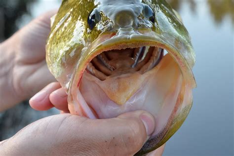 bass teeth  kind  teeth  bass  blab fishing blog
