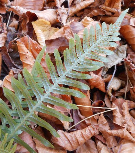 Polypodium vulgare