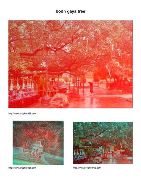images  bodh gaya tree