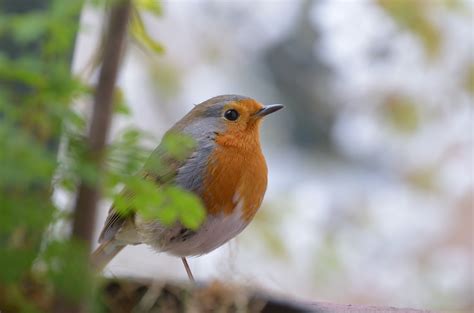 European Robin Wallpapers - Wallpaper Cave