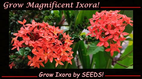 How to Grow Ixora Seeds - With Results! (English) - YouTube