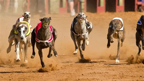 Tri-State Live Racing: A Complete Guide for Beginners - pmqvgl1