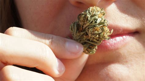 Terpenes Flavors Fragrances Pharmaca Pheromones