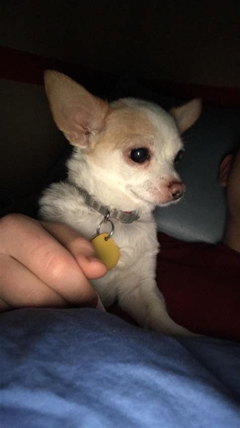 My little buddy Kirby : r/Chihuahua