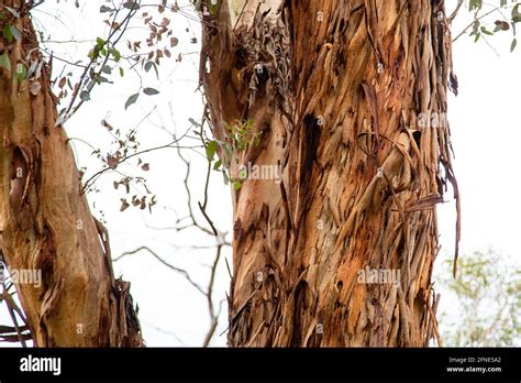 karri trees  kings park western australia eucalyptus diversicolor
