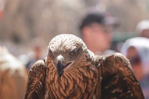 Bird Of Prey Kite In Flight Red Kite Milvus Milvus Bird Eyes Stock ...