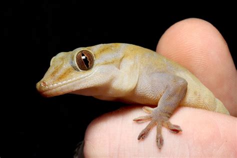 18 Amazing Types of Geckos in Florida: ID Guide and Photos