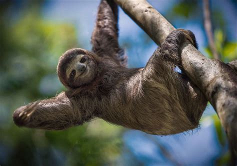 Yes, Sloths Can Swim! 6 Interesting Facts About These Surprisingly