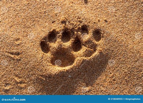 A Close-up of Animal Footprints in the Desert Sand in the United Arab ...