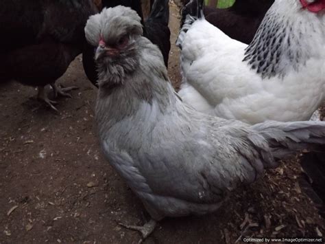 Araucana For Sale | Chickens | Breed Information | Omlet