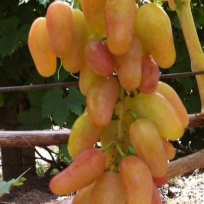 Виноград Экскалибур: описание и характеристики сорта, особенности ухода ...