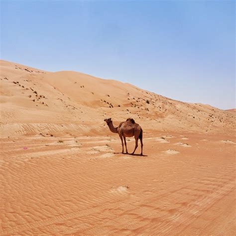 Oman Desert Adventure with Chedi Muscat - Thoroughly Modern Milly