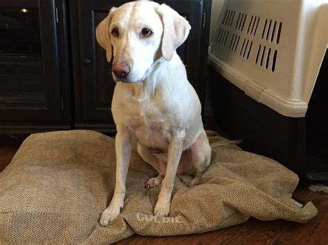 Labrador Retriever Puppies Rescue Colorado