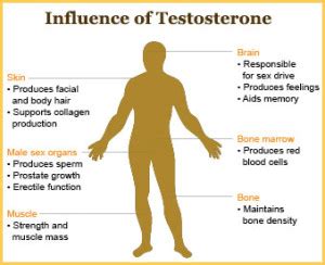 What Is Testosterone | Testosterone Boosters Australia