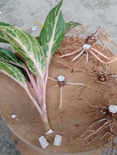 Aglaonema siam aurora red aglaonema care – Artofit