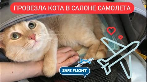 Как вывезти кота за границу ? | провоз кота в самолете (Аэрофлот ...
