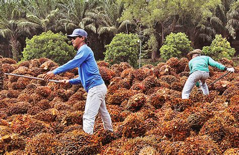 revise hrdf levy urge palm oil associations