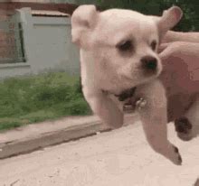 Little Dog Running GIFs | Tenor