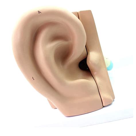 Buy Body Model Educational Model Medical Human Ear Model Outer Ear