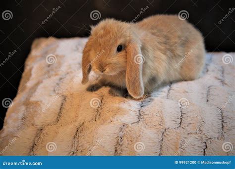 Cute Tiny Dwarf Bunny Stock Photography | CartoonDealer.com #99921200