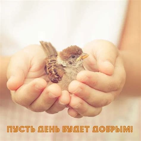 Картинка - Пусть день будет добрым!.