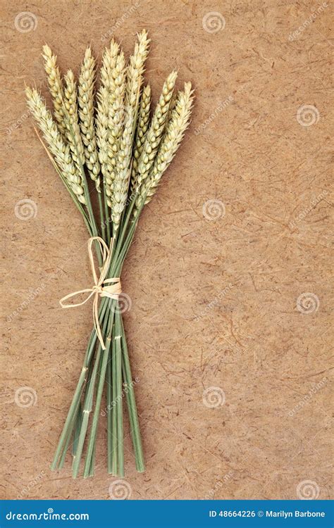 wheat bundle stock photo image  natural design grunge