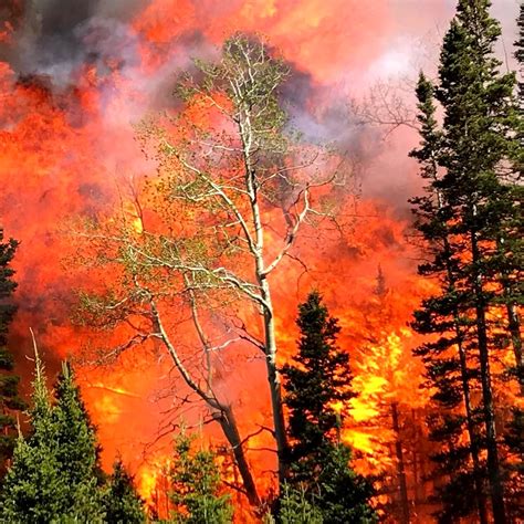 prescribed burn  manning creek    creazillacom