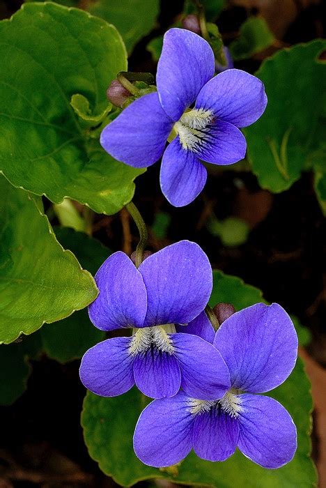 violets express