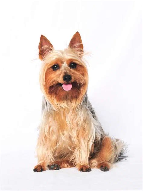Australian Terrier - Dog Breed Information & Characteristics - FurLyfe!