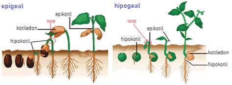 Proses Perkecambahan dan Tipe Perkecambahan Biji - EDUBIO