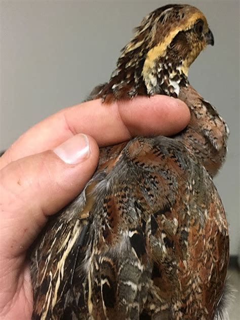 Birds of a Covey Often Stay Together - Tall Timbers