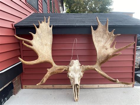 Moose Antlers Decor