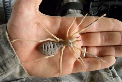 Camel spider bite : Images, Symptoms, Treatments and Facts - Drugs Details