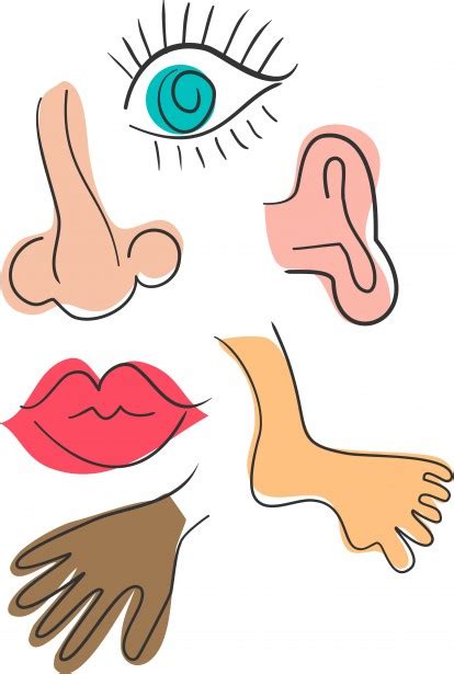 anatomy doodles  stock photo public domain pictures