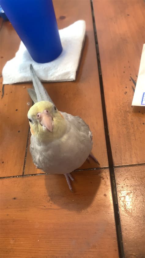 is it normal cockatiel making noise at home 6