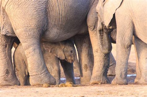 Baby elephant with mother stock photo. Image of ears - 328294260