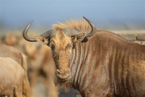 golden wildebeest tidal winds