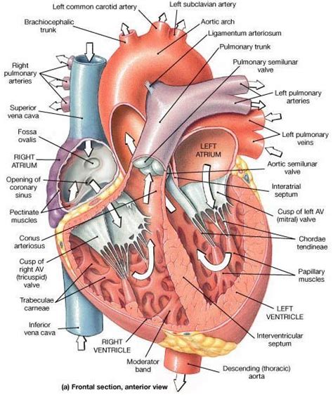 human heart anatomy heart diagram cardiovascular system cardiology