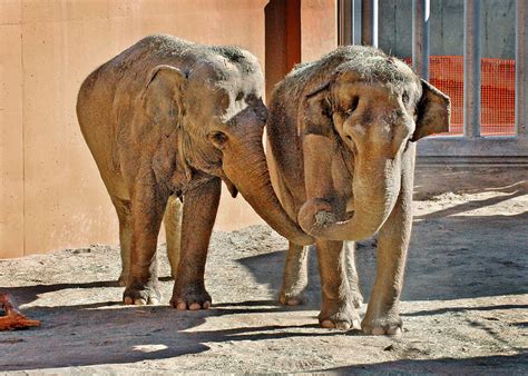 LA Zoo Celebrates World Elephant Day - Socalthrills.com