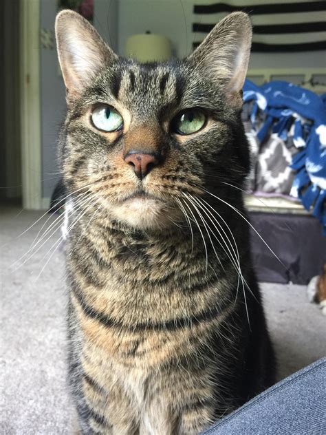 My pretty 15 years old kitty, Kit Kat! : r/catpictures