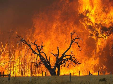 Black Saturday in facts and figures | The Senior | Senior