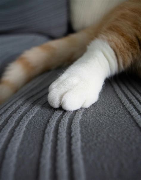 Furry Feet Photos, Download The BEST Free Furry Feet Stock Photos & HD