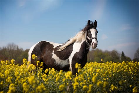 Tinker im Rapsfeld Foto & Bild | tiere, haustiere, pferde, esel ...