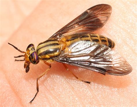 striped deer fly  backyard arthropod project